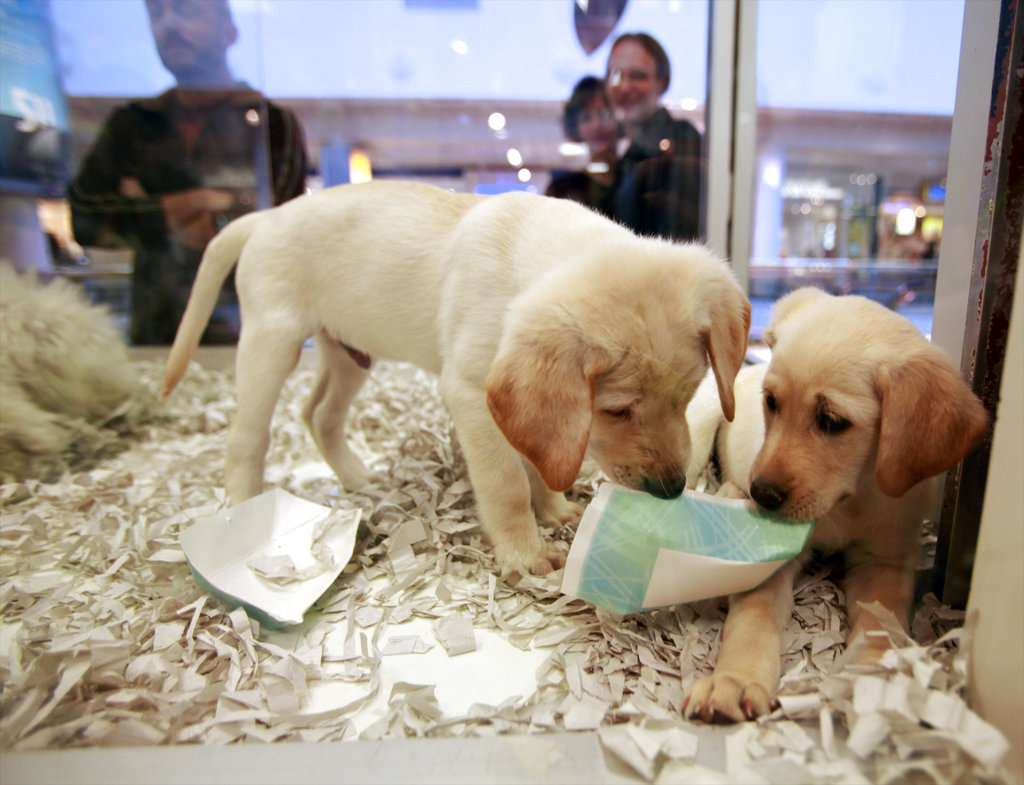 In this Monday, Oct. 4, 2010, file photo, window shoppers look at a pair of Labrador puppies for sale at the Westside Pavilion Shopping Center in Los Angeles. The British government has decided to ban third-party sales of puppies and kittens to improve animal welfare. Animal Welfare Minister David Rutley said Sunday, Dec. 23, 2018, the ban “is part of our commitment to make sure the nation’s much-loved pets get the right start in life.