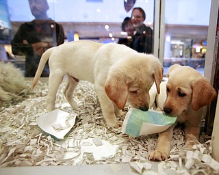 In this Monday, Oct. 4, 2010, file photo, window shoppers look at a pair of Labrador puppies for sale at the Westside Pavilion Shopping Center in Los Angeles. The British government has decided to ban third-party sales of puppies and kittens to improve animal welfare. Animal Welfare Minister David Rutley said Sunday, Dec. 23, 2018, the ban “is part of our commitment to make sure the nation’s much-loved pets get the right start in life.