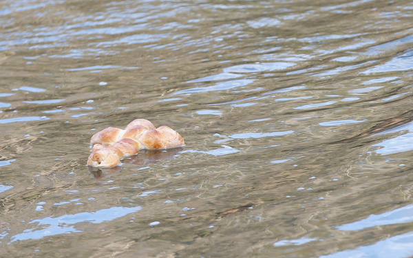 A cross made of bread floats in Lake Glacier during the Blessing of the Waters Service at Lake Glacier in Mill Creek Park on Sunday afternoon. EMILY MATTHEWS | THE VINDICATOR