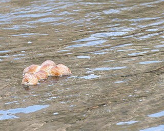 A cross made of bread floats in Lake Glacier during the Blessing of the Waters Service at Lake Glacier in Mill Creek Park on Sunday afternoon. EMILY MATTHEWS | THE VINDICATOR