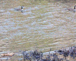 A cross made of bread floats in Lake Glacier during the Blessing of the Waters Service at Lake Glacier in Mill Creek Park on Sunday afternoon. EMILY MATTHEWS | THE VINDICATOR