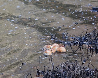 A cross made of bread floats in Lake Glacier during the Blessing of the Waters Service at Lake Glacier in Mill Creek Park on Sunday afternoon. EMILY MATTHEWS | THE VINDICATOR