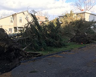 ￼.Seven large pine trees all fell in a row next to the Cortland united Methodist church on N. High St. in Cortland. The one closest to the house also landed on the house and caused some damage..Sent from my iPhone.