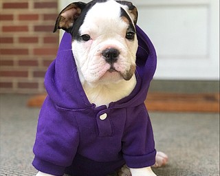 Neighbors | Submitted.Ruth will be featured on the pregame show during Animal Planet Puppy Bowl XV on Feb. 3, appearing as Smudge. Ruth was adopted by Canfield native Katherine Hunter.