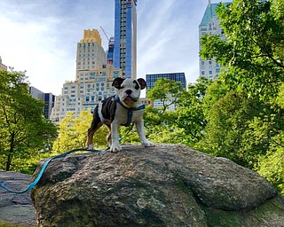 Neighbors | Submitted.Ruth traveled to Manhattan to participate in Animal Planet Puppy Bowl XV. While there, she visited Cental Park (pictured). Ruth was adopted by Canfield native Katherine Hunter, and will compete as Smudge during the Puppy Bowl on Feb. 3.