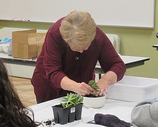 Neighbors | Jessica Harker.Judy Stanislaw demonstrated how to arrange succulents in a dish for community members Jan. 19 at the Fellows Riverside Garden.