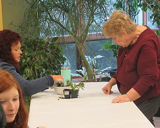 Neighbors | Jessica Harker.Judy Stanislaw assisted community members in arrainging their succulent dishes at the Mill Creek Parks Fellows Riverside Garden Jan. 19.