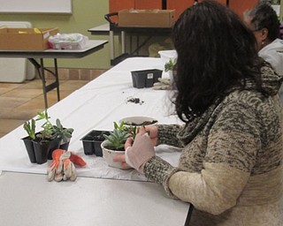 Neighbors | Jessica Harker.Community members learned how to arrange succulents in dishes Jan. 19 at the Fellows Riverside Garden.