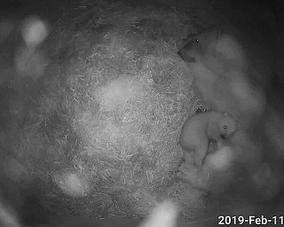 This Feb. 11, 2019, photo provided by Toledo Zoo shows a new polar cub at the zoo in Toledo, Ohio. Keepers at the zoo haven’t been able to get close enough during the last two months to determine whether the cub is a he or a she. The zoo says  its keepers have been monitoring the mother and cub through cameras in the denning area since the birth Dec. 9, 2018. 