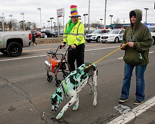 Amber Cribbs, of New Castle, walks her Great Dane Duncan, whom she dyed green with food coloring, with Randy Pope, of Pulaski, Pa., at the end of the Mahoning Valley St. Patrick's Day Parade in Boardman on Sunday afternoon. EMILY MATTHEWS | THE VINDICATOR