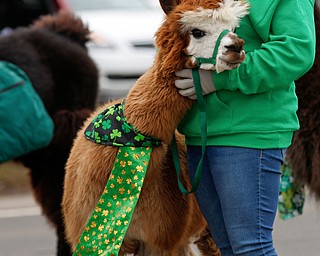 Char Arendas, a veterinarian and an advisor for the 4-H Club's Lucky Llamas in Lowellville, walks with Mask the alpaca in the Mahoning Valley St. Patrick's Day Parade in Boardman on Sunday afternoon. EMILY MATTHEWS | THE VINDICATOR