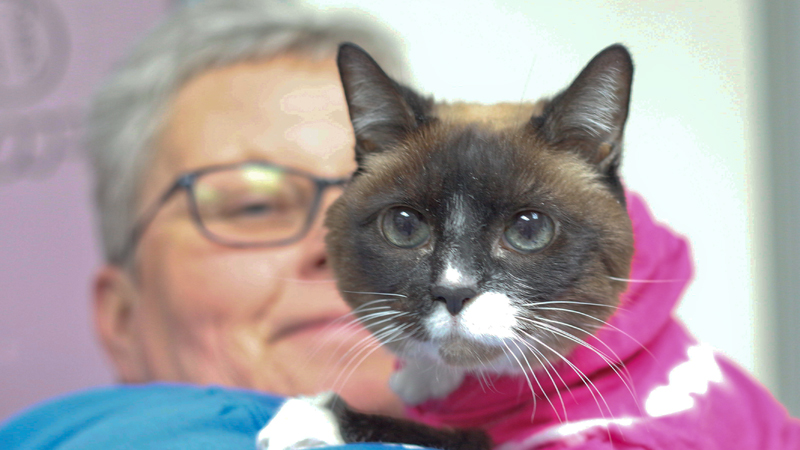 Barley, a cat that was separated from her owner in Tampa, Fla., eight years ago, is held by Sherry Bankey, cat-wing manager for Angels for Animals in Canfield on Thursday.