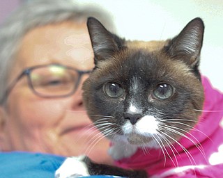 Barley, a cat that was separated from her owner in Tampa, Fla., eight years ago, is held by Sherry Bankey, cat-wing manager for Angels for Animals in Canfield on Thursday.