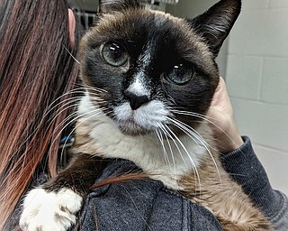 The Tampa, Fla. woman separated from her big-eyed, black-and-gray snowshoe cat probably thought she’d never see her again — let alone after eight years and six states away. But Barley is alive and well at Angels for Animals in Canfield, said the shelter’s cat wing manager, Sherry Bankey, who’s arranging to return the cat to her grateful owner today.