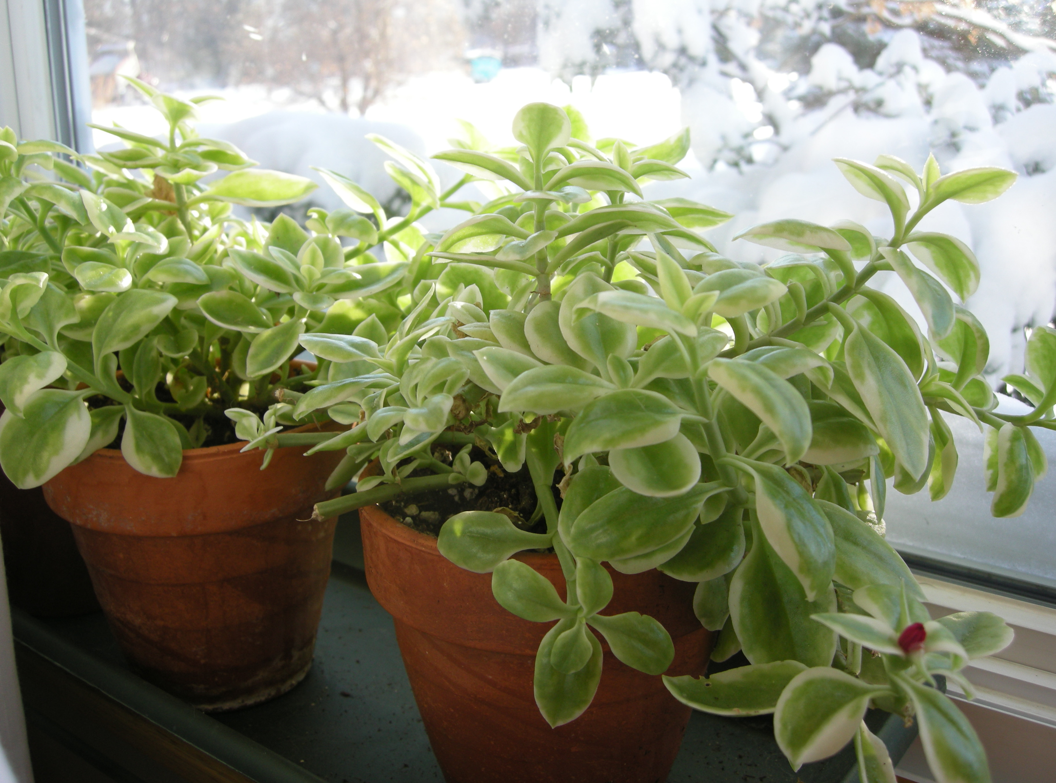 Succulent Mezoo Trailing Red spends the winter on a sunny window sill in snowy January waiting to be potted outdoors in summer container plantings.
