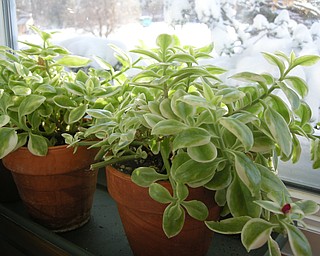 Succulent Mezoo Trailing Red spends the winter on a sunny window sill in snowy January waiting to be potted outdoors in summer container plantings.
