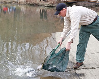 Daniel Kovalaske, fish catcher and coordinator with Ohio Division of Wildlife, releases rainbow trout into Lake Glacier on Thursday. EMILY MATTHEWS | THE VINDICATOR