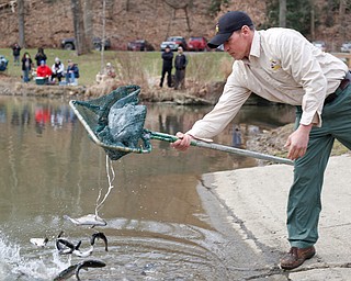 Daniel Kovalaske, fish catcher and coordinator with Ohio Division of Wildlife, releases rainbow trout into Lake Glacier on Thursday. EMILY MATTHEWS | THE VINDICATOR