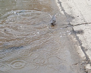 Rainbow trout flops out of Lake Glacier after being released into the lake on Thursday. EMILY MATTHEWS | THE VINDICATOR