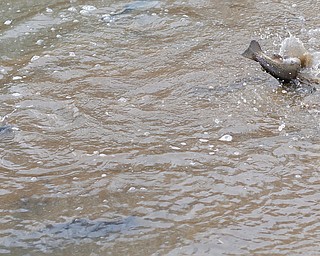 Rainbow trout flops out of Lake Glacier after being released into the lake on Thursday. EMILY MATTHEWS | THE VINDICATOR