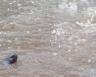 Rainbow trout flop out of Lake Glacier after being released into the lake on Thursday. EMILY MATTHEWS | THE VINDICATOR