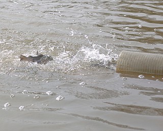 Rainbow trout are released into Lake Glacier on Thursday. EMILY MATTHEWS | THE VINDICATOR