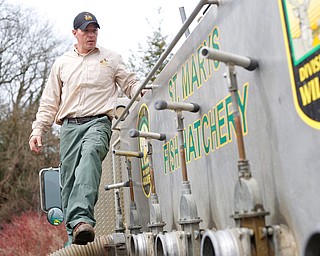Rainbow trout released into Lake Glacier