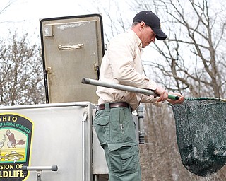 Daniel Kovalaske, fish catcher and coordinator with the Ohio Division of Wildlife, releases rainbow trout into Lake Glacier on Thursday. 
