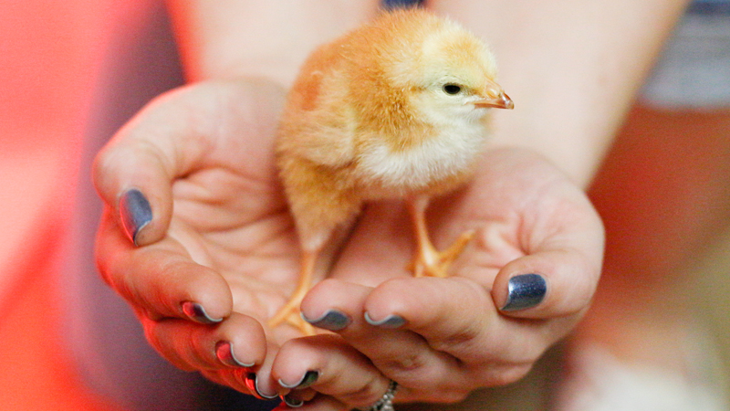 A close-up look at one of the chicks hatched in the zoology class of Stacey Sahli, a science teacher at Austintown Fitch High School.