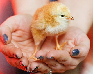 A close-up look at one of the chicks hatched in the zoology class of Stacey Sahli, a science teacher at Austintown Fitch High School.