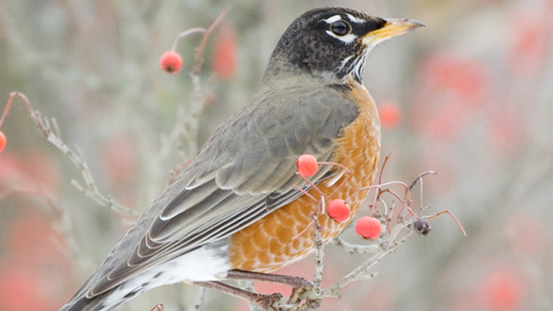Robins are migratory birds that can be found throughout North America. They arrive in our area just before spring and soon begin their courtships. 