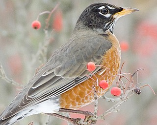 Robins are migratory birds that can be found throughout North America. They arrive in our area just before spring and soon begin their courtships. 