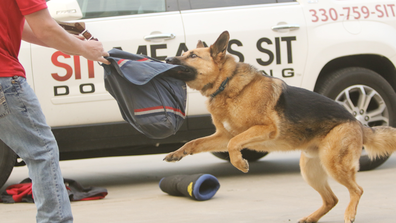 This week, during National Dog Bite Prevention Week, Youngstown Postal Service employees learn from dog trainer Bret Reynolds how to defend themselves with a mail bag.
