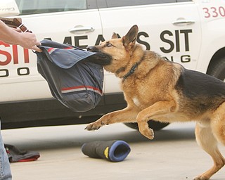 This week, during National Dog Bite Prevention Week, Youngstown Postal Service employees learn from dog trainer Bret Reynolds how to defend themselves with a mail bag.
