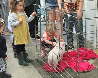 Neighbors | Jessica Harker.Children got to pet Peter Porker, a 3-month-old pig who lives at the Metro Park Farms, at the Tales for Tots event on April 19.