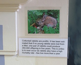 Neighbors | Submitted.Photos of bunny's with facts about the animals were hidden around the Ford Nature Center for a week before Easter for a self guided scavenger hunt organized by the park.