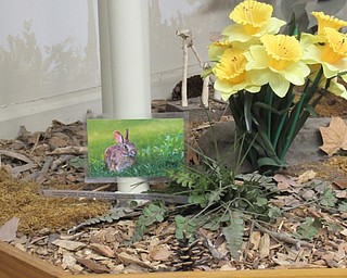 Neighbors | Submitted.The Ford Nature Center hid 19 photos of bunny's taken in the park around the center for children to find during a scavenger hunt beginning on April 16.