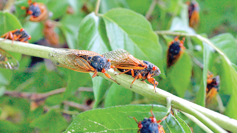 A swarm of cicadas takes over a bush near Trenton, Ohio. With their bulging red eyes and deafening mating song, the 17-year cicadas are about to emerge. The insects have been waiting underground for nearly two decades, and millions are about to make their debut in the Mahoning Valley in coming days and weeks.