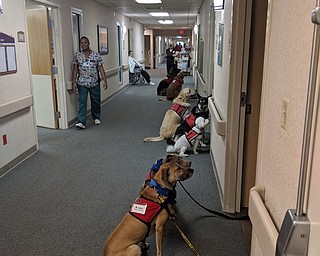 Neighbors | Submitted.Therapy dogs waited patiently for residnets of Beeghly Oaks to be ready for their visit.