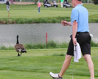 William D. Lewis The vindicator Keith Schubert shares the green with a goose at Firestone Farms during GGOV action 5-17-19.