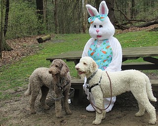 Neighbors | Jessica Harker .The Easter Bunny posed for pictures with K9 members of the Metro Mutts group April 20 at the Mill Creek Park.
