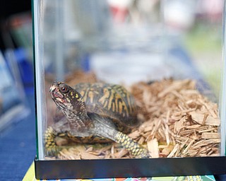 A box turtle, which can be found naturally in the area, is part of the Ohio State Parks and Watercraft's booth at Riverfest on Sunday afternoon. EMILY MATTHEWS | THE VINDICATOR