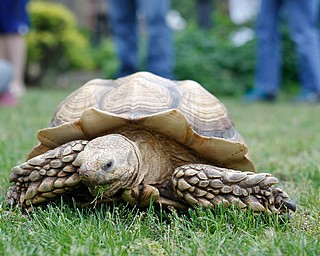 Tortie the tortoise munches on grass at the end of Jungle Terry's animal show at Riverfest on Sunday afternoon. EMILY MATTHEWS | THE VINDICATOR