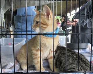 Neighbors | Jessica Harker .Angels for Animals brought a number of cats available for adoption to the Boardman Park June 2 for the Adopt-A-Palooza event.