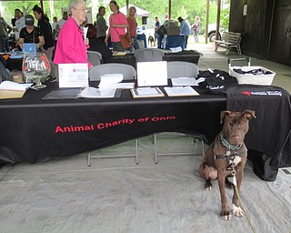 Neighbors | Jessica Harker .Animal Charities has been present at every Adopt-A-Palooza, an annual event hosted at the Boardman Park June 2.