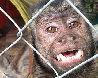 Teeko, a Capuchin monkey, slipped away from its owner for a few hours Monday, causing a scene in Braceville.