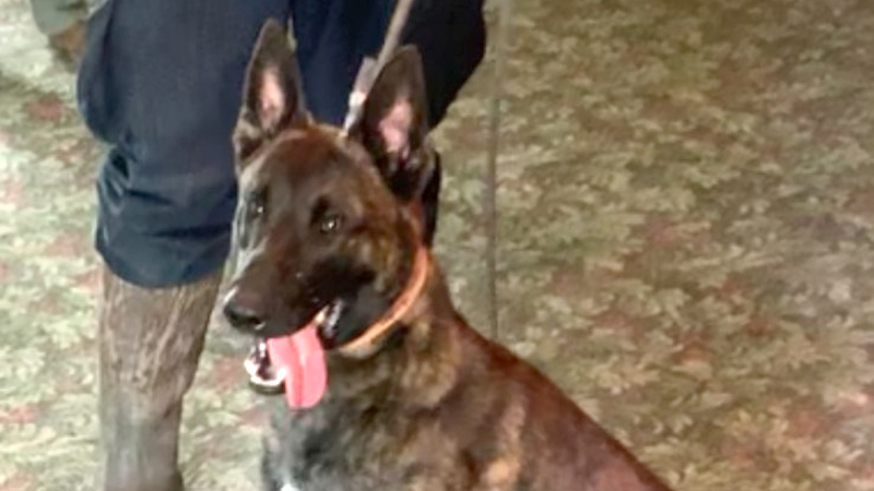 This 1-year-old Belgian Malinois is in training to work with Liberty police and schools. A fundraising drive has begun to raise $15,000 to pay for the dog’s training and veterinarian care.
Anyone interested in contributing can send donations to the Liberty Board of Education office, 4115 Shady Road, Youngstown, OH 44505.
