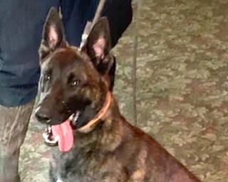 This 1-year-old Belgian Malinois is in training to work with Liberty police and schools. A fundraising drive has begun to raise $15,000 to pay for the dog’s training and veterinarian care.
Anyone interested in contributing can send donations to the Liberty Board of Education office, 4115 Shady Road, Youngstown, OH 44505.
