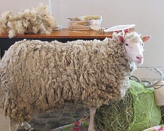 Neighbors | Jessica Harker .Delilah the sheep, from Winterberry Farm, visited the Austintown library June 12 for a sheep sheering demonstration.