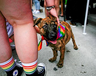 Torgo the mixed breed foster dog from All About the Pawz, a dog shelter in Austintown, greets people at the 11th annual Pride parade and festival in downtown Youngstown on Saturday afternoon. EMILY MATTHEWS | THE VINDICATOR